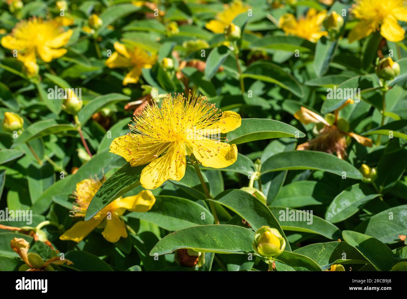 Close up of a Rose of Sharon (hypericum calycinum) flower in bloom ...