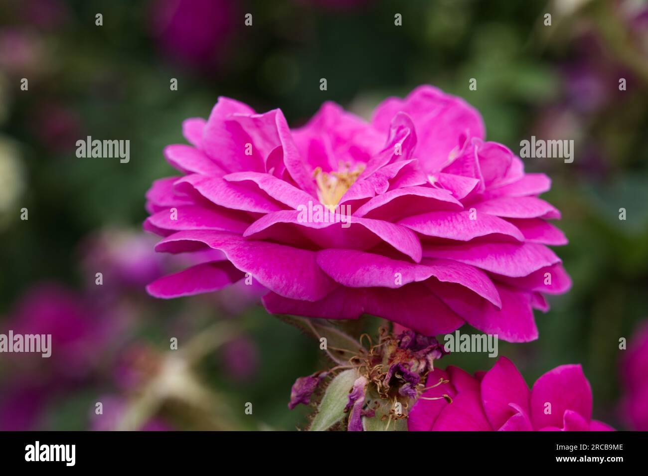 Bright pink summer moss semi double rose blooms of Rosa Henri Martin in