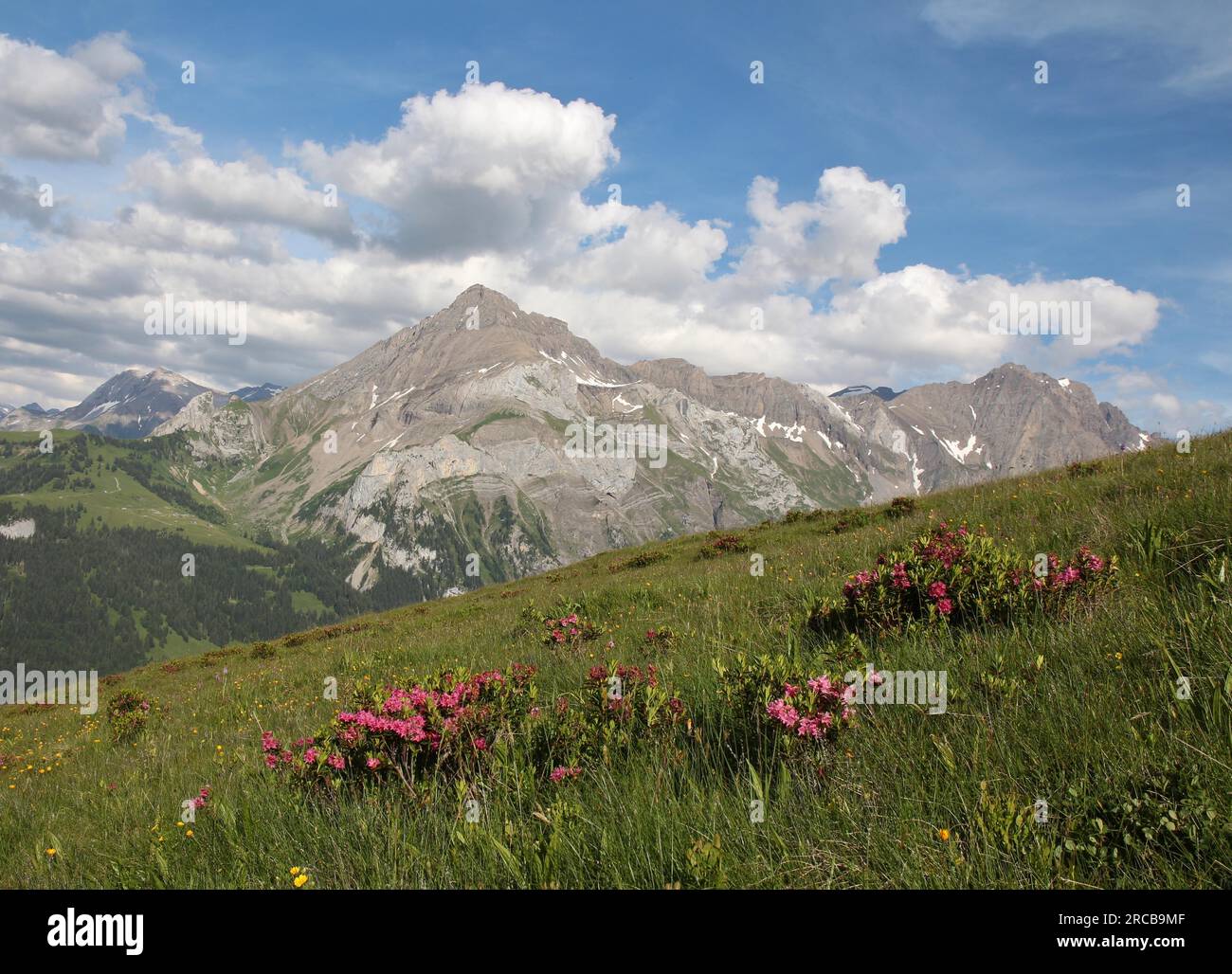 Summer in the Swiss Alps Stock Photo - Alamy