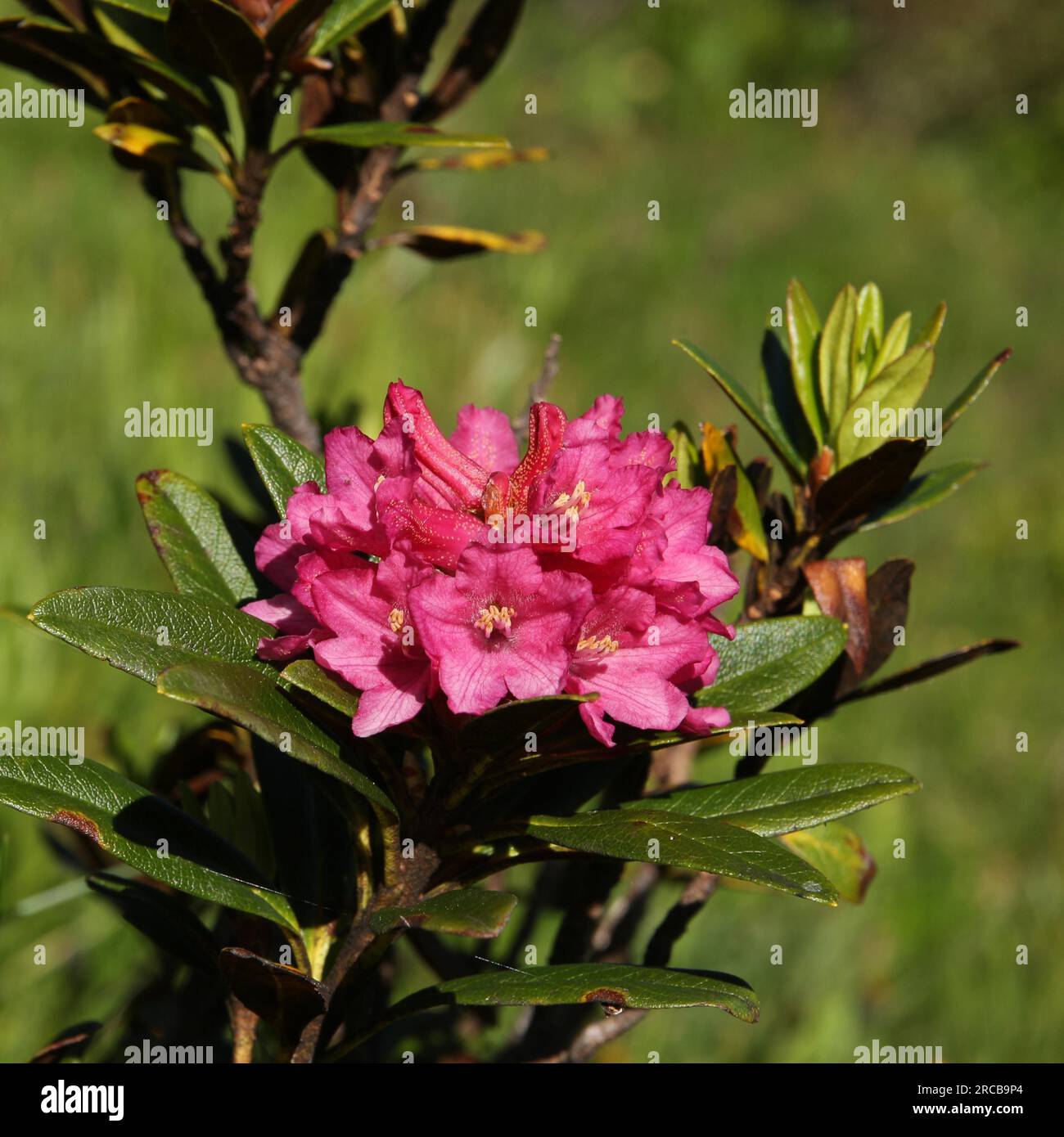 Alpenrosen, wildflowers growing in high altitude Stock Photo - Alamy