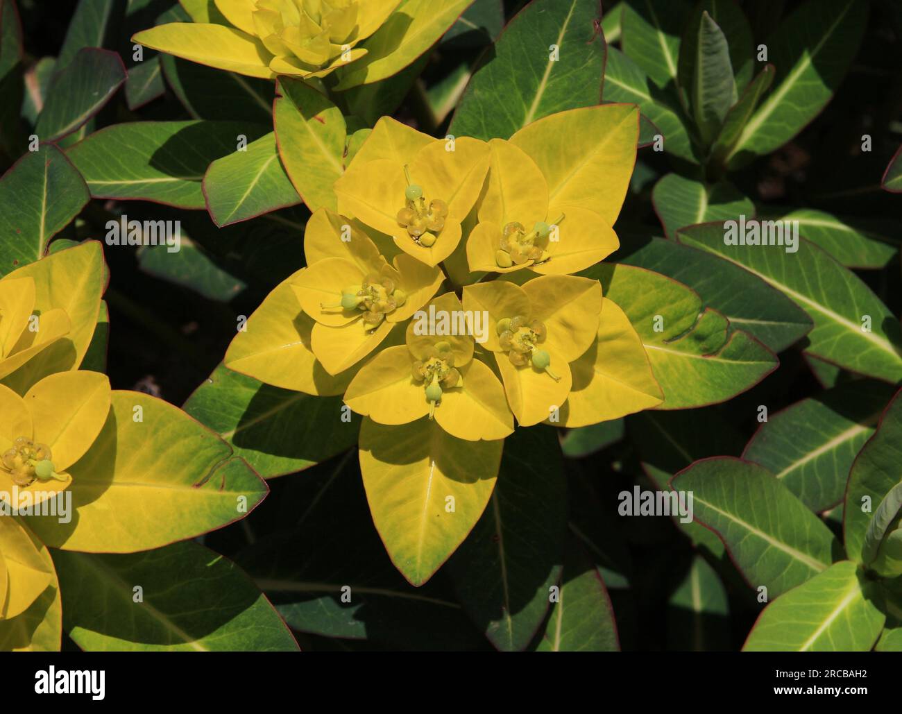 Big Milkweed plants growing in the Everest National Park Stock Photo