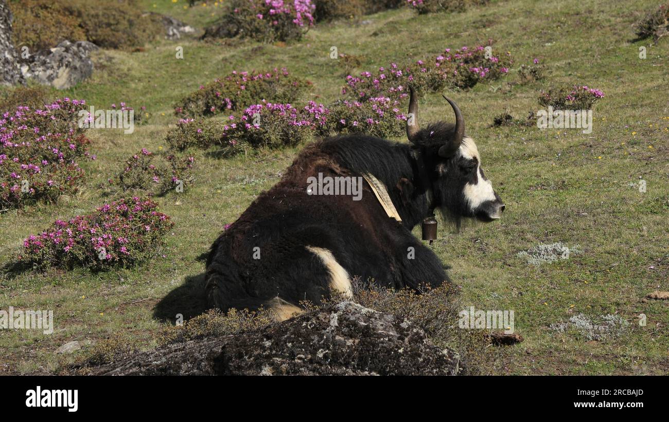 Yak resting on a meadow full of pink flowers Stock Photo