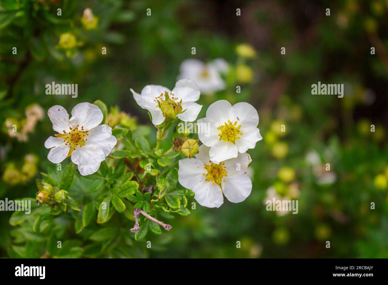 Shrubby Cinquefoil, Dasiphora Fruticosa Syn Potentilla Fruticosa ...