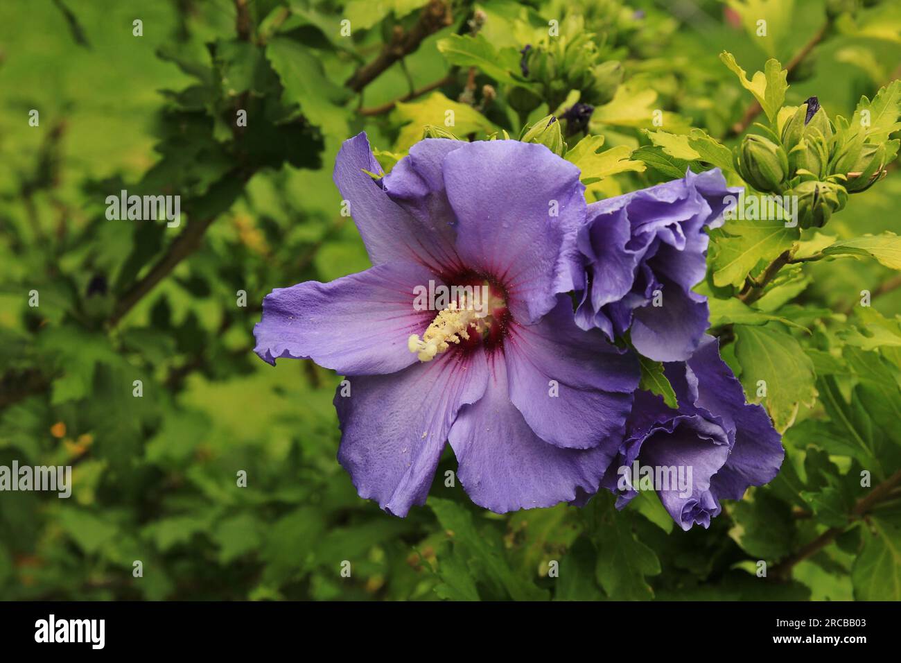 Tropical garden flower. Purple hibiscus Stock Photo