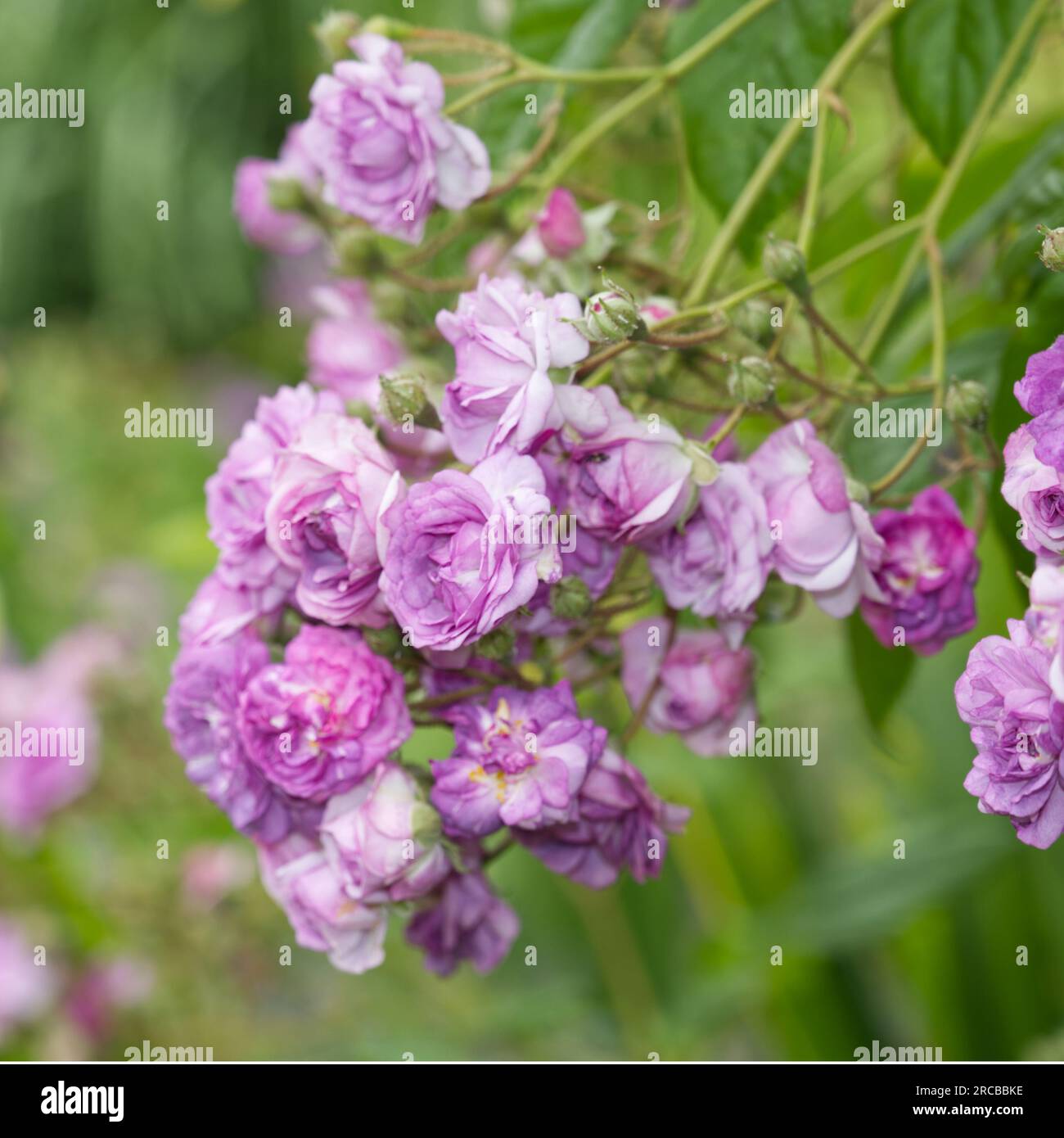 Purple Summer Multiflora Rambling Roses Rosa Rose Marie Viaud In Uk