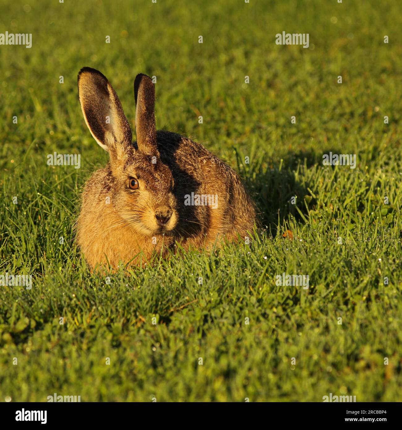Young hare who comes for nabbling grass every morning to a campground in Mellerud, Sweden Stock Photo