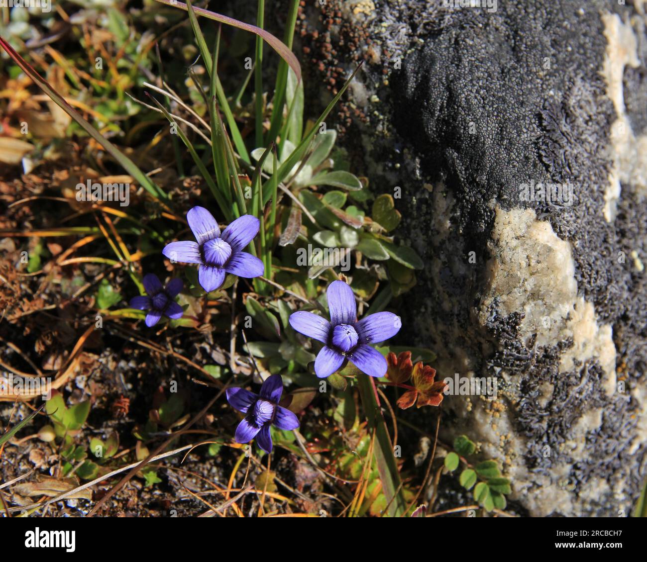 Little purple autumn flowers photographed in the Everest National Park, Nepal Stock Photo