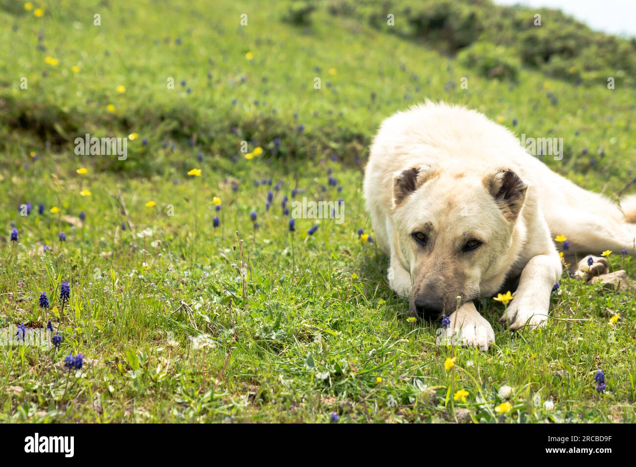 An Anatolian shepherd's dog standing in the field. shepherd dog ensures the safety of the herd Stock Photo