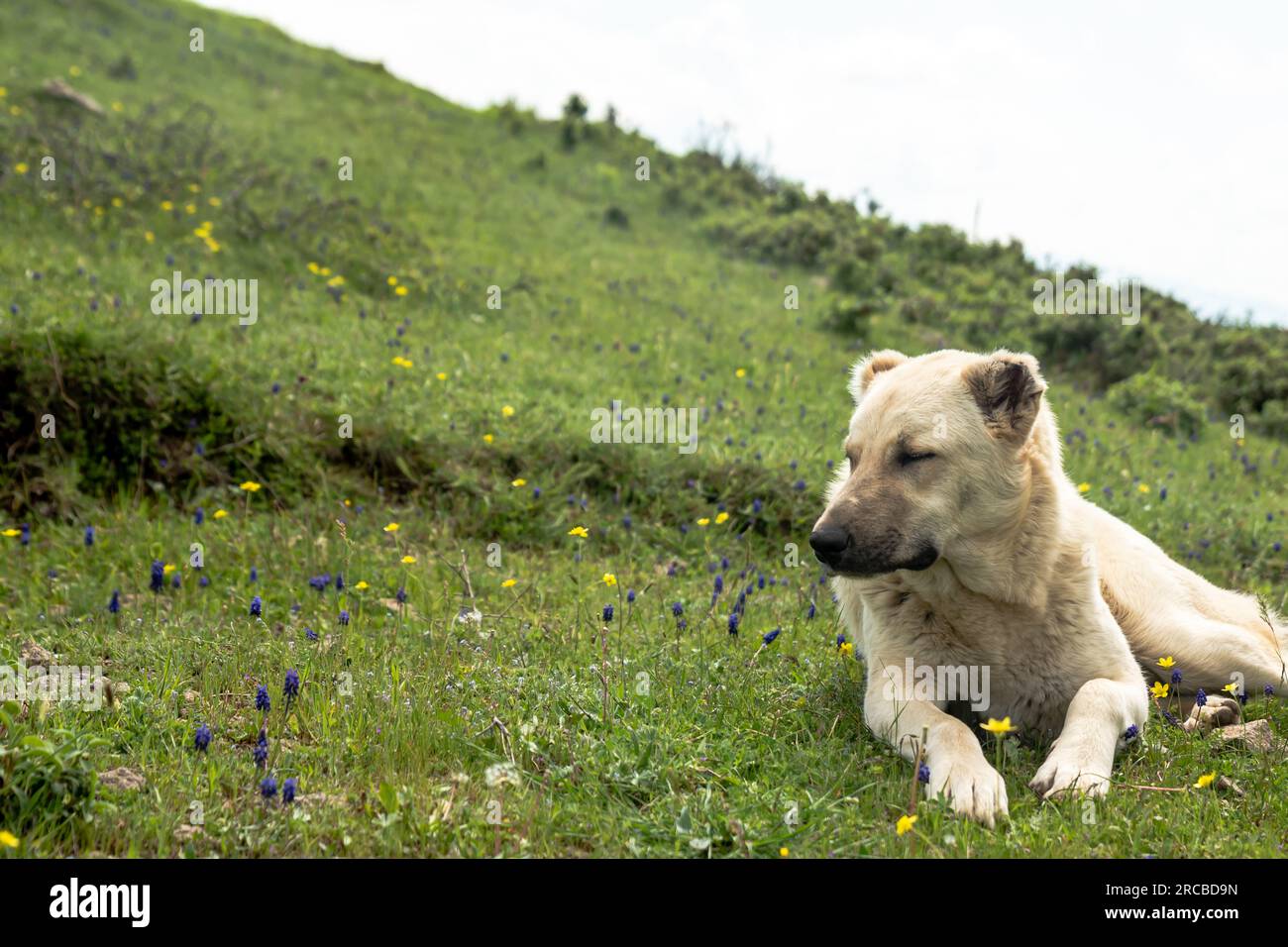 An Anatolian shepherd's dog standing in the field. shepherd dog ensures the safety of the herd Stock Photo