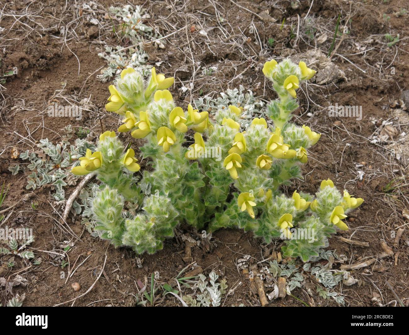 Small yellow spring flowers growing in the Everest National Park, Nepal Stock Photo