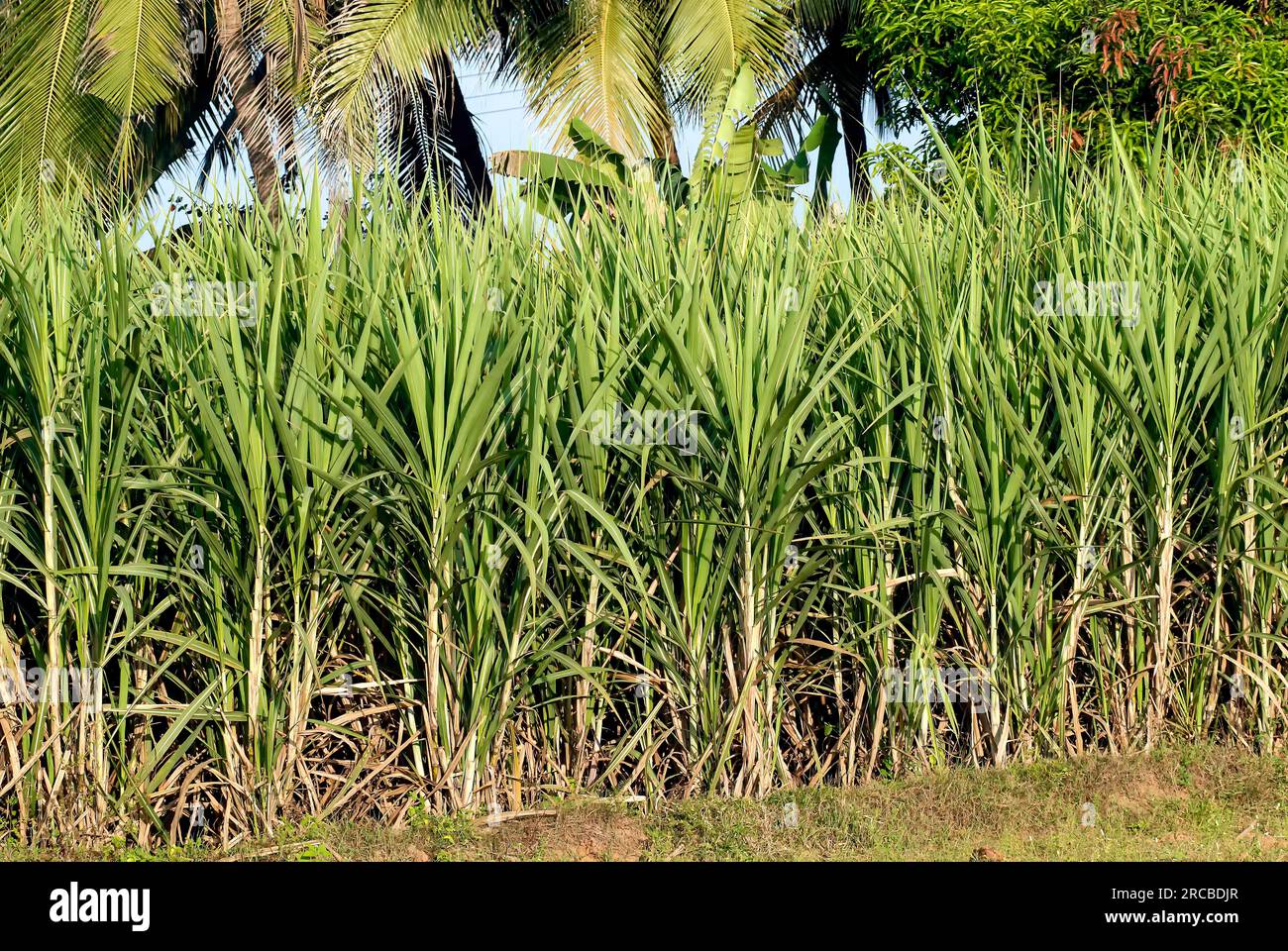 Live Sugar Cane Plant - Edible Sweet Black Saccharum In 1 Gallon Pot, Ready To Grow 7 thumbnail image