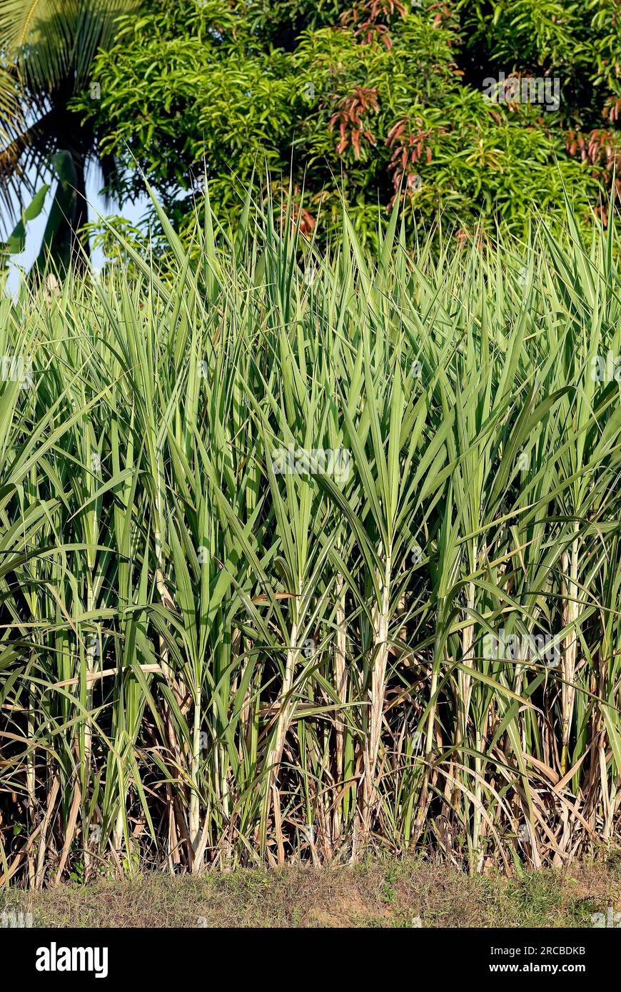 Sugarcane (Saccharum officinarum) trees, Tamil Nadu, South India, India