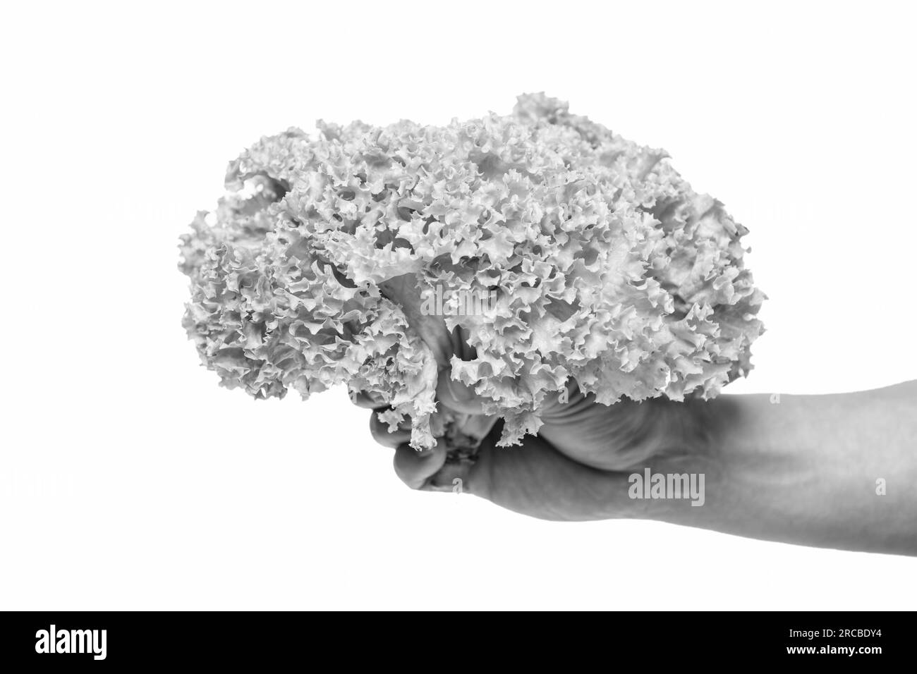 healthy lettuce vegetable in hand isolated on white background Stock