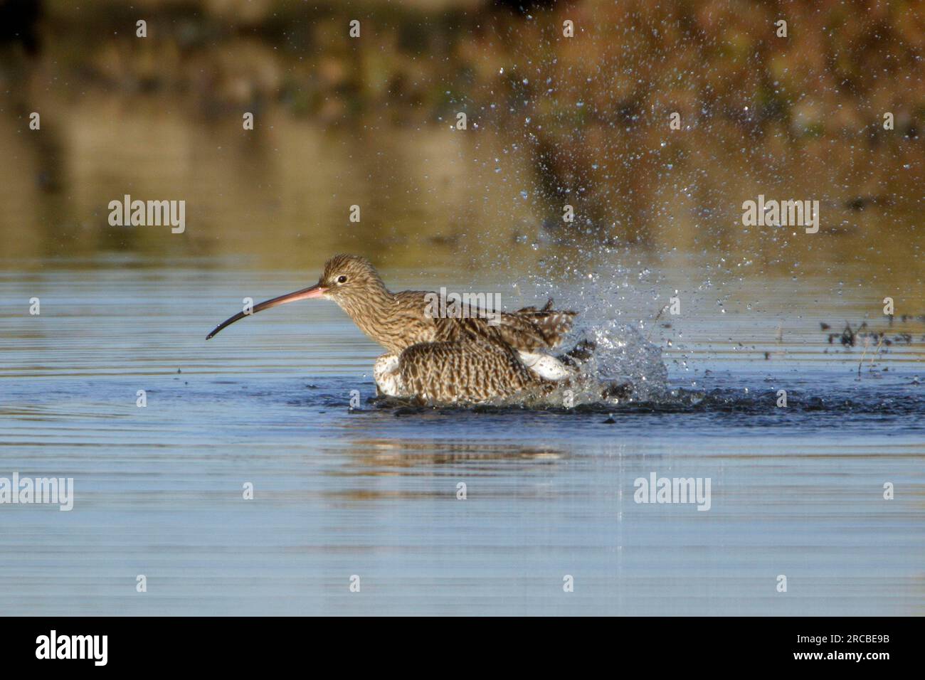 Curlew, Northumberland national park, England (Numenius arquata), side ...