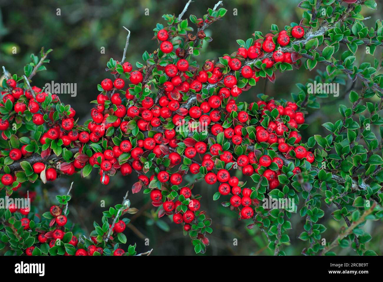 Cotoneaster, Northumberland national park, England (Cotoneaster horizontalis) Stock Photo