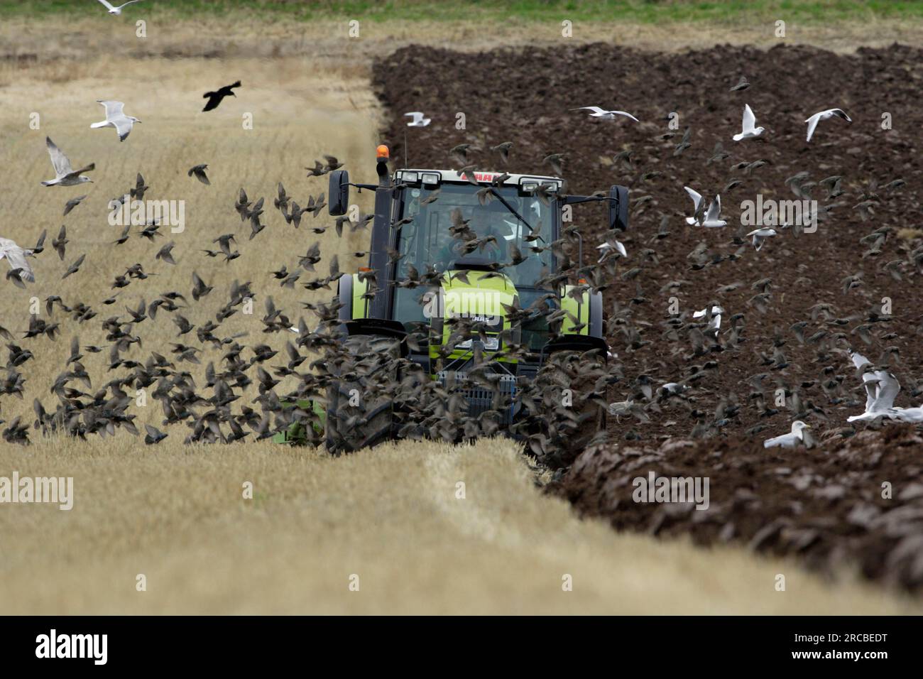 British animals park hi-res stock photography and images - Alamy