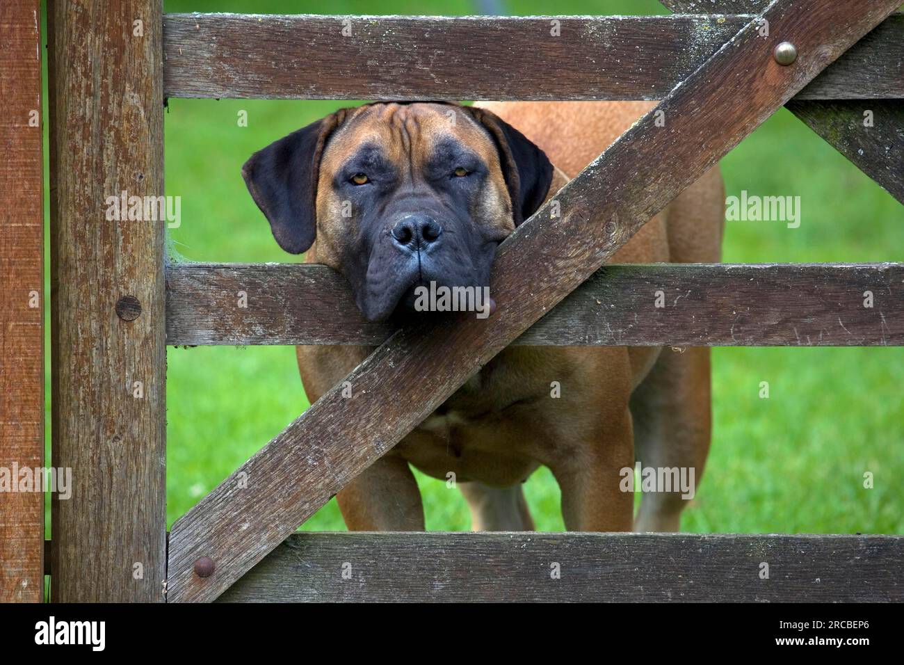 Boerboel fence clearance