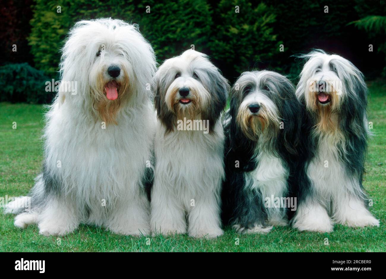 Old english sheepdog portrait hi-res stock photography and images - Alamy