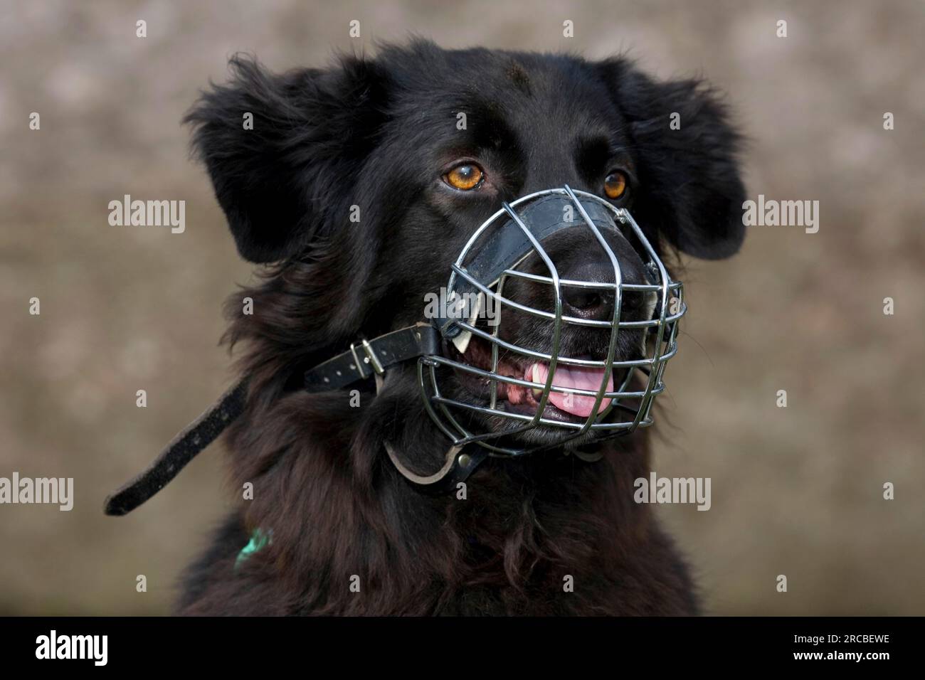 Dog basket muzzle hi res stock photography and images Alamy