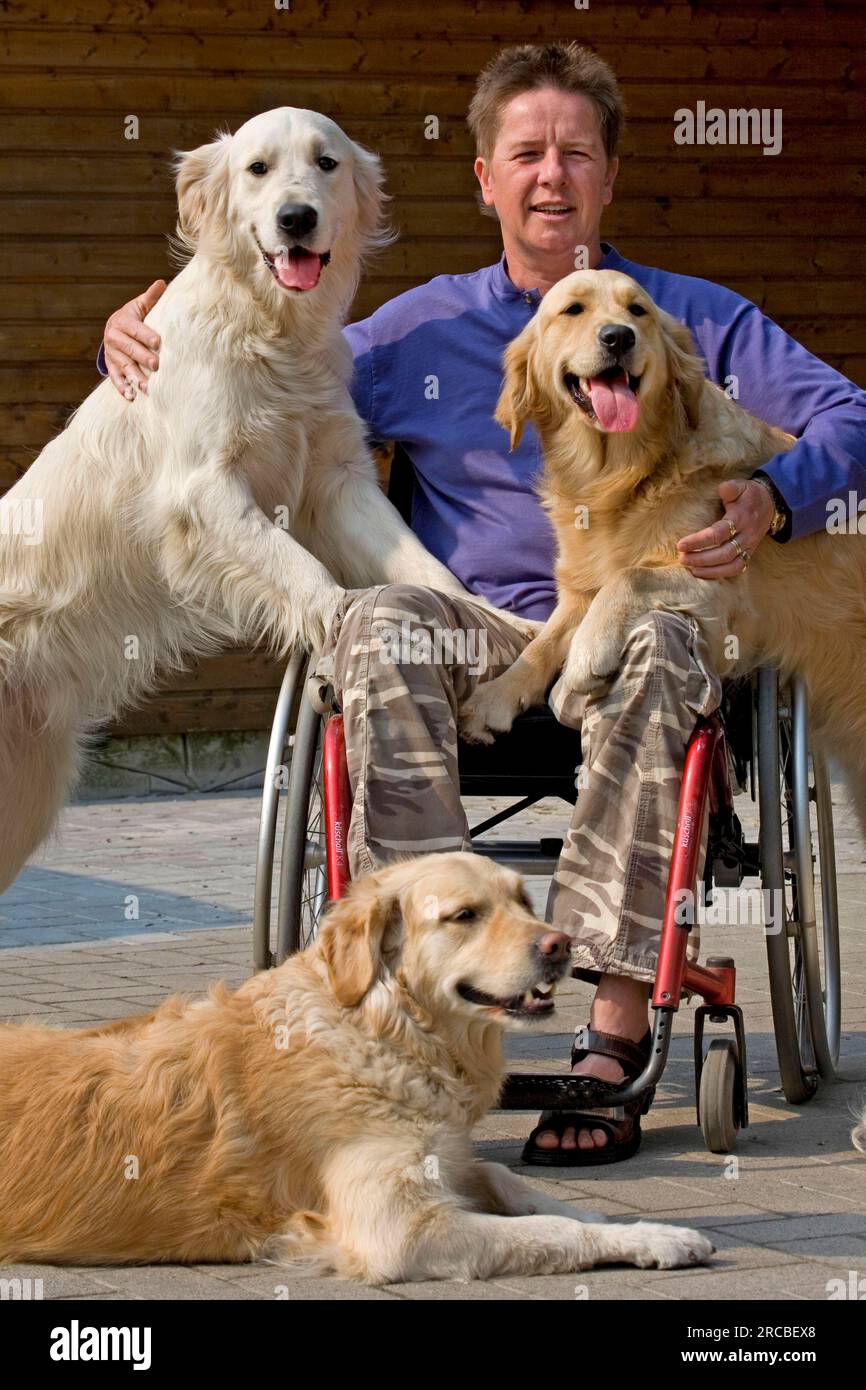 Golden retriever 2025 companion dog