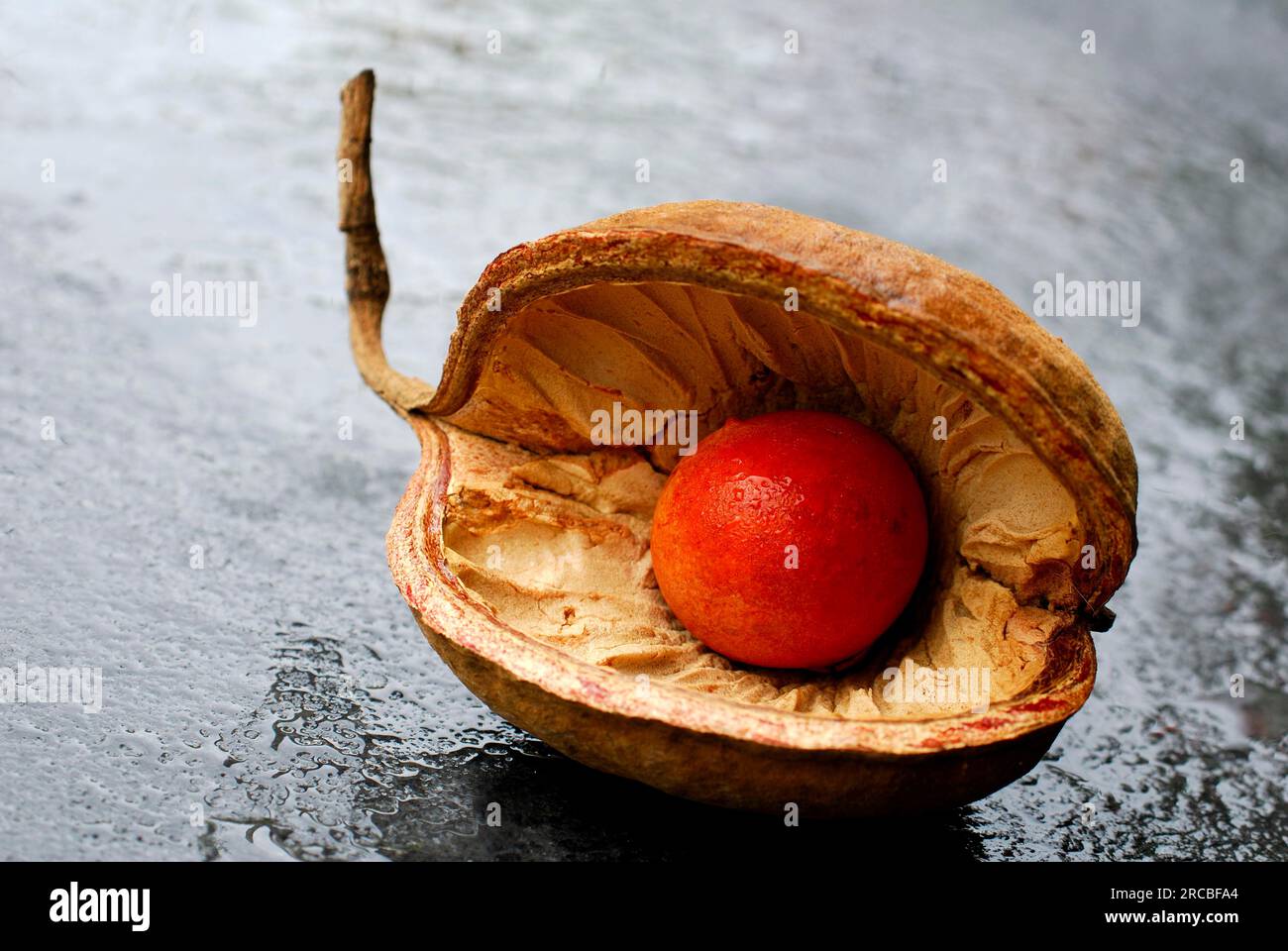 Pterygota (plant) testa (Pterygota alata Stock Photo - Alamy