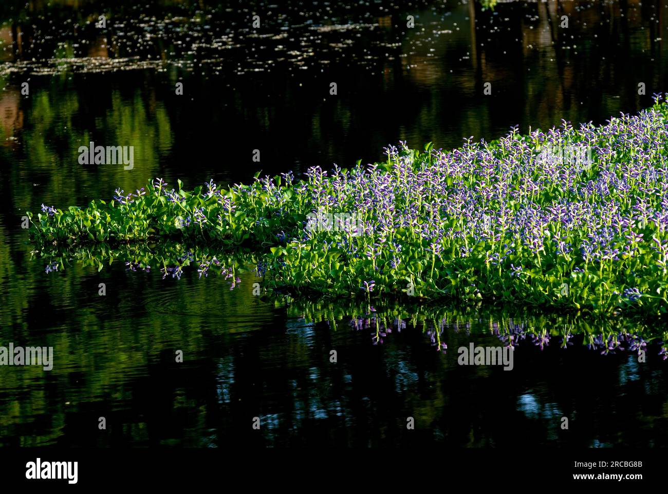 water hyacinth (Eichhornia crassipes), is an aquatic plant in