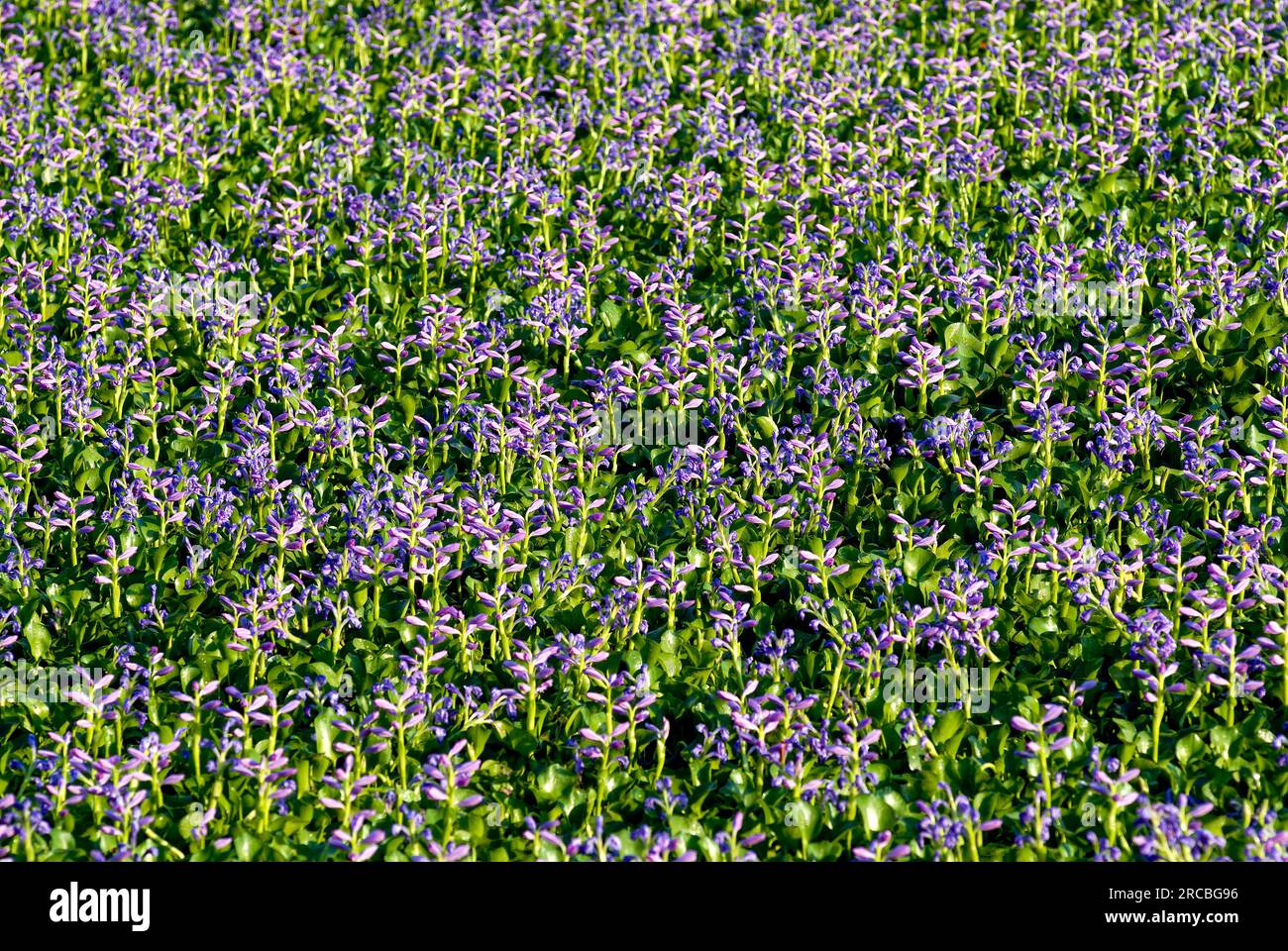 water hyacinth (Eichhornia crassipes), is an aquatic plant in