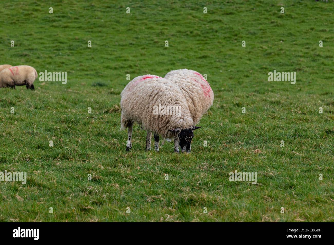 Scenic view of the Flora and Fauna taken during my trip to National ...