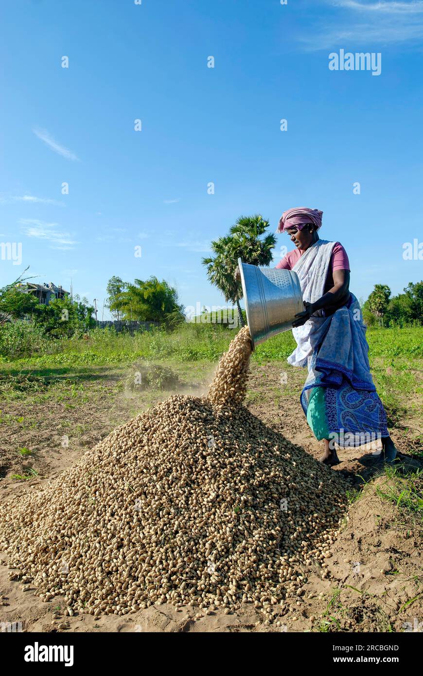 A rural woman heaping the harvested groundnut near Gangaikondacholapuram, Tamil Nadu, South India, India, Asia Stock Photo