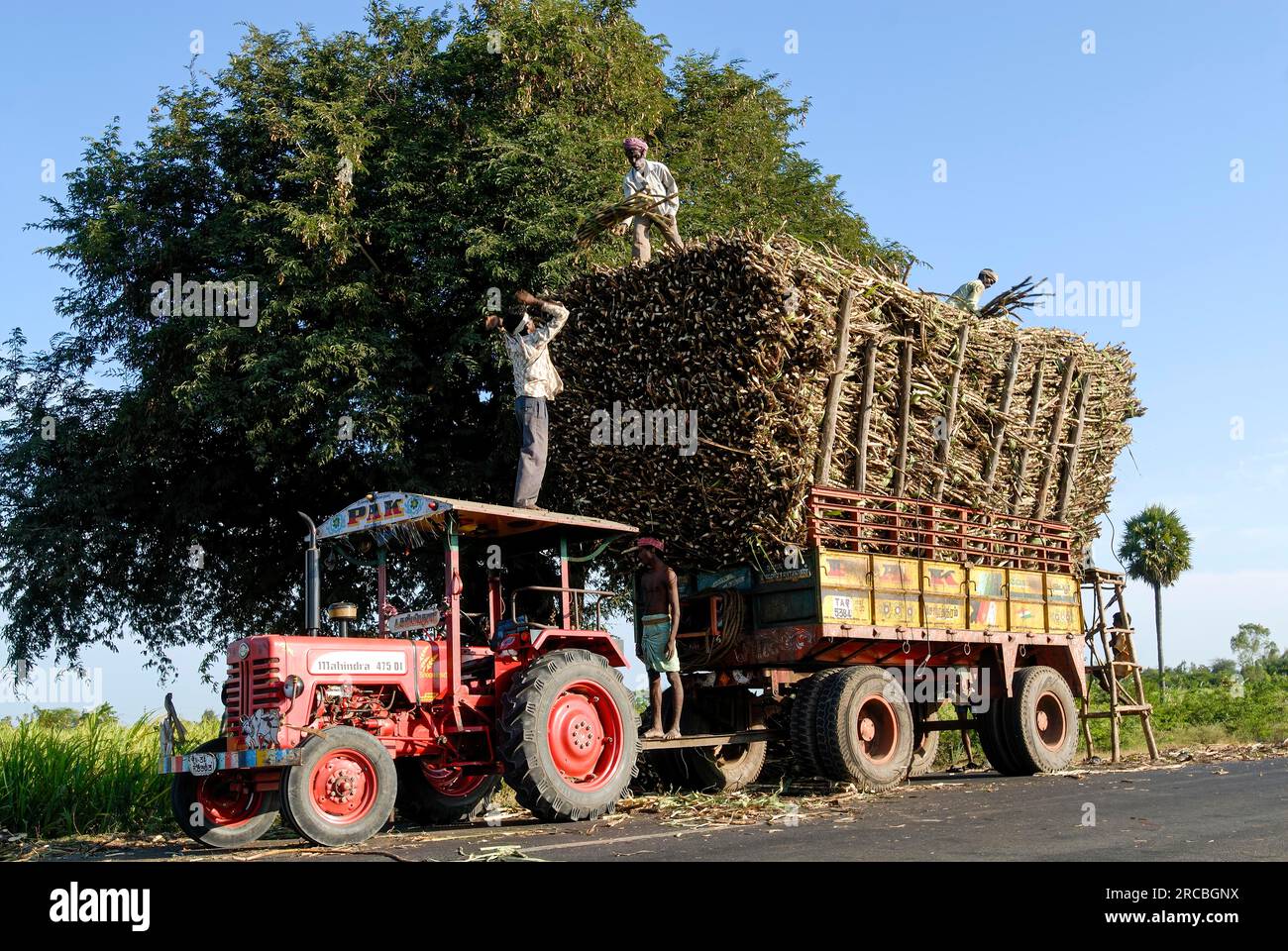 Harvested sugarcane loading five men on tractor near Neyveli, Vadalur, Tamil Nadu, South India