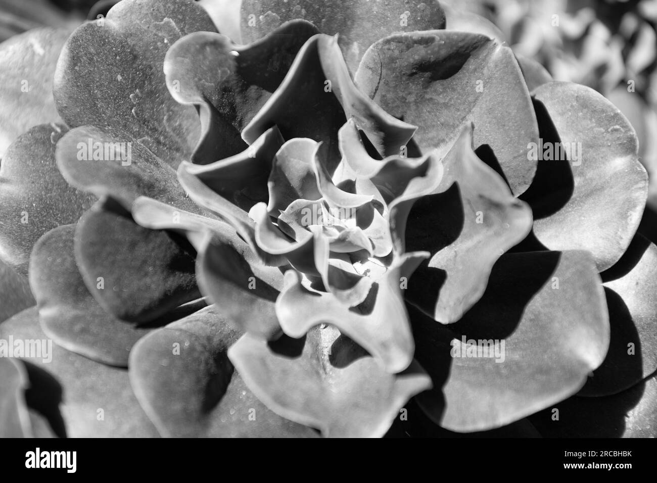 crassulaceae succulent cactus with dark leaves. cactaceae background Stock Photo