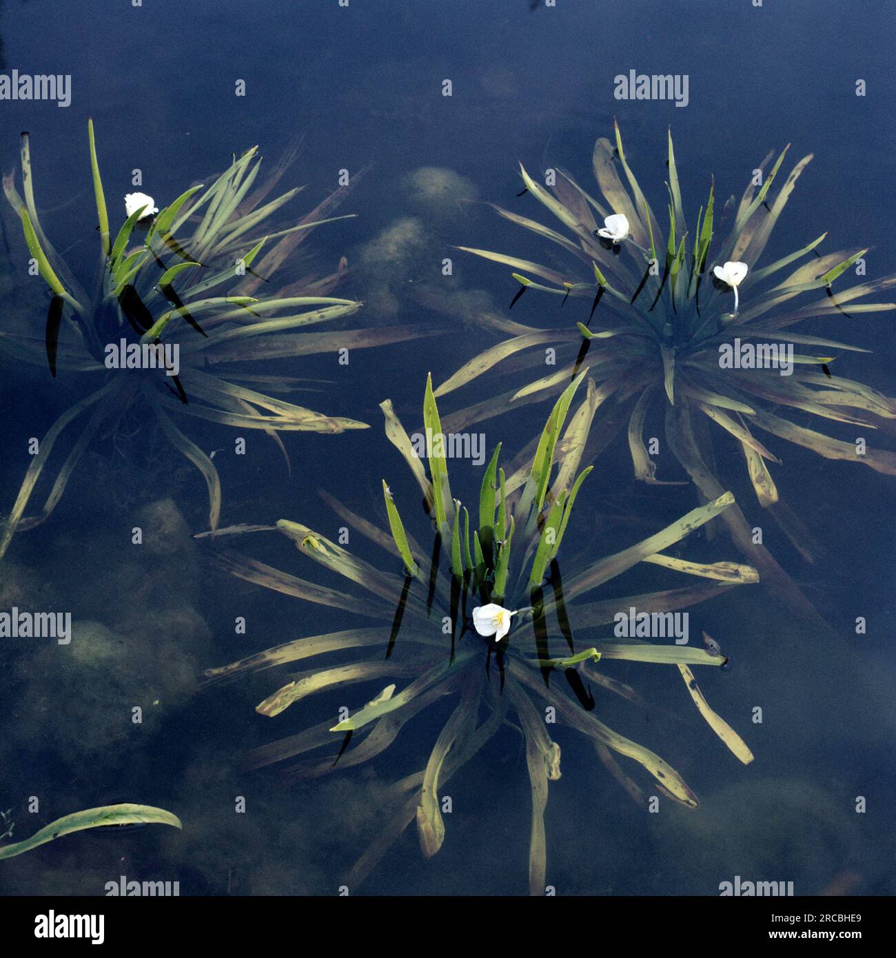 Water soldiers (Stratiotes aloides), Hydrocharitaceae Stock Photo
