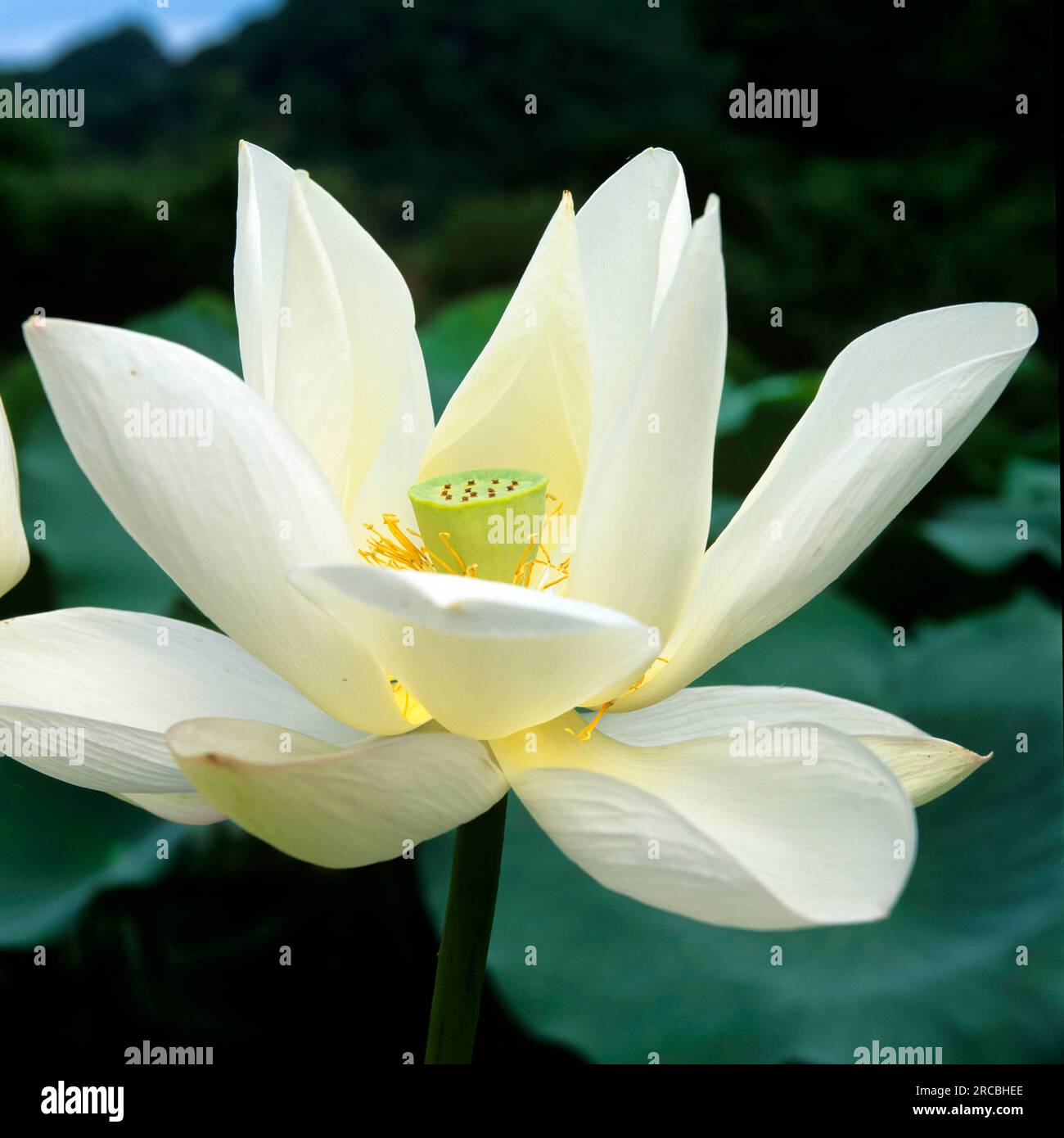 Indian lotus flower hi-res stock photography and images - Alamy