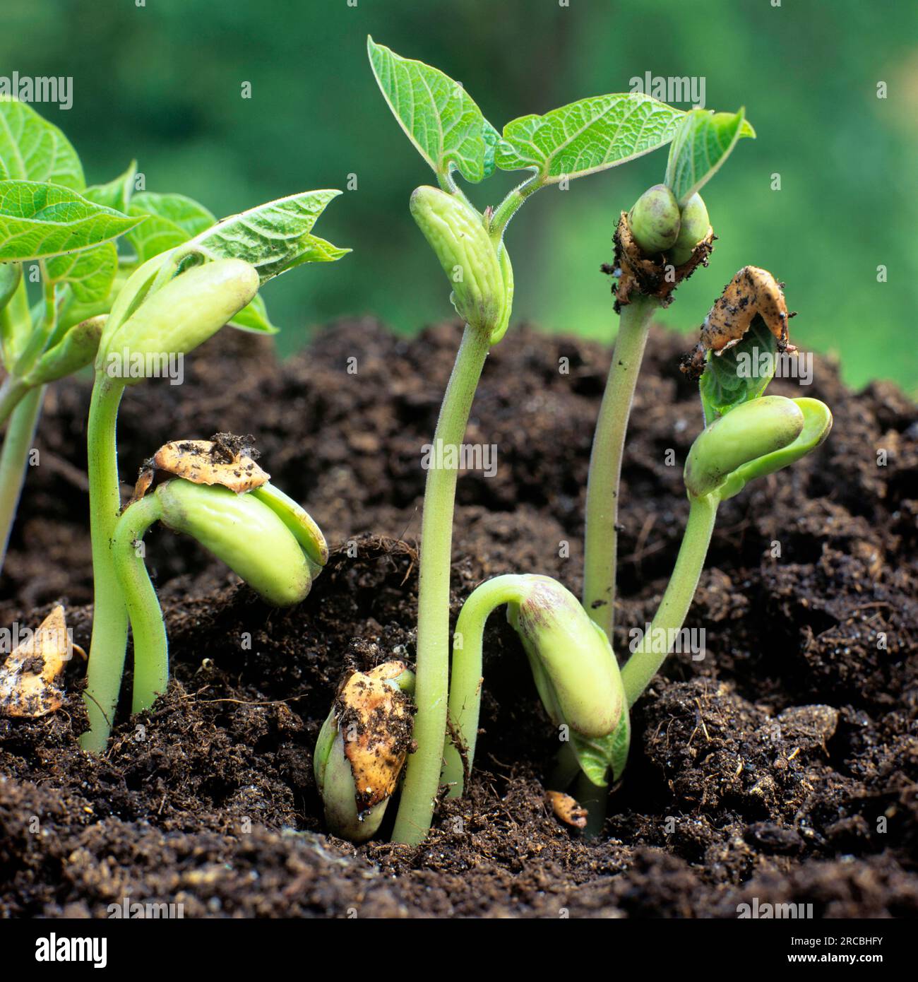 Young Bean Plants, Bean Stock Photo Alamy