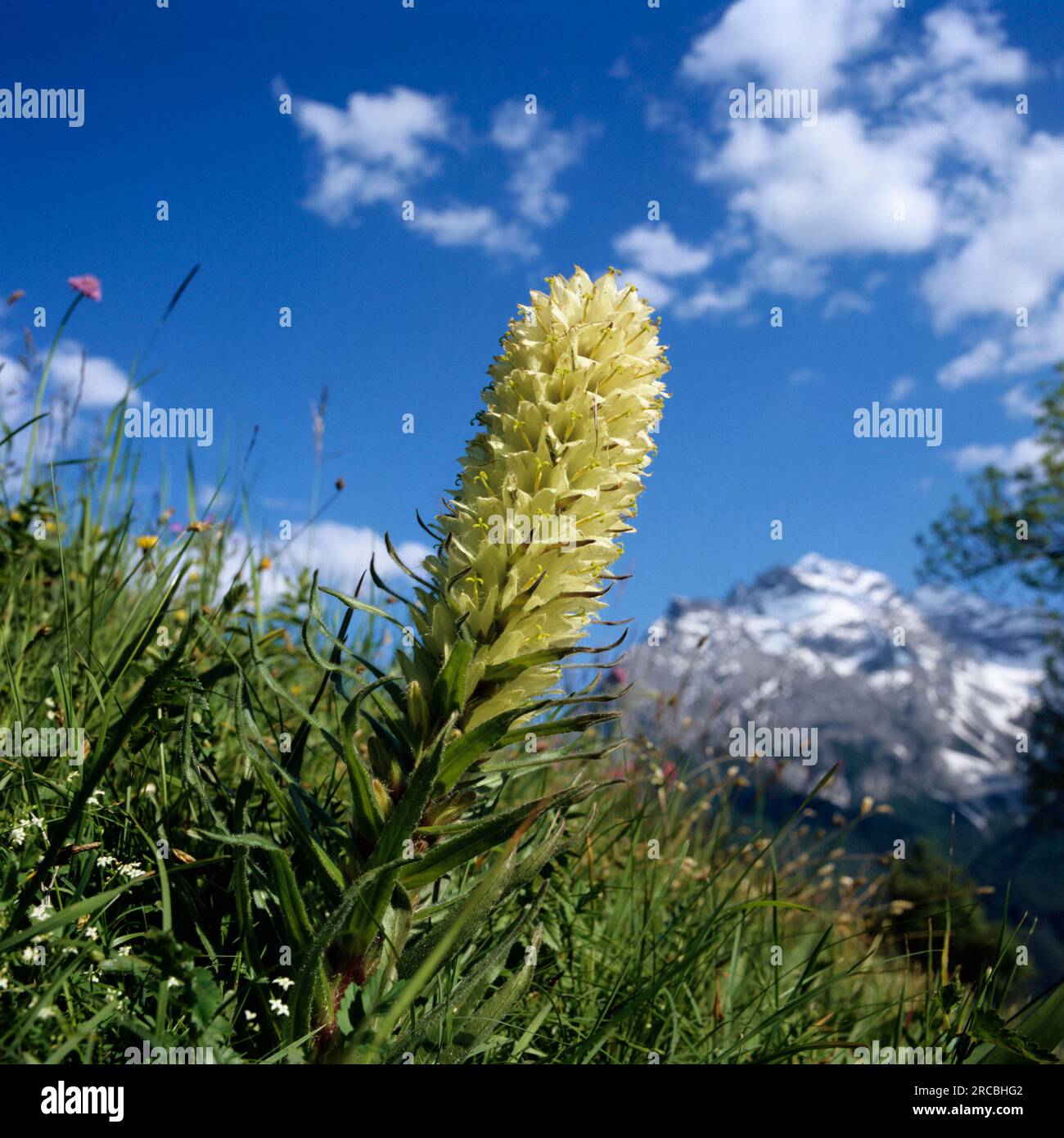 Yellow Bellflower (Campanula thyrsoides) Stock Photo