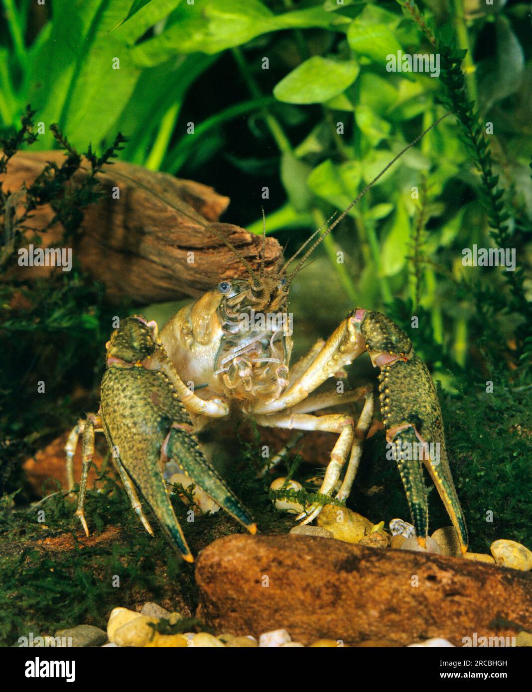American crayfish (Cambarus affinis), Camber crayfish (Orconectes limosus), Camber crayfish Stock Photo