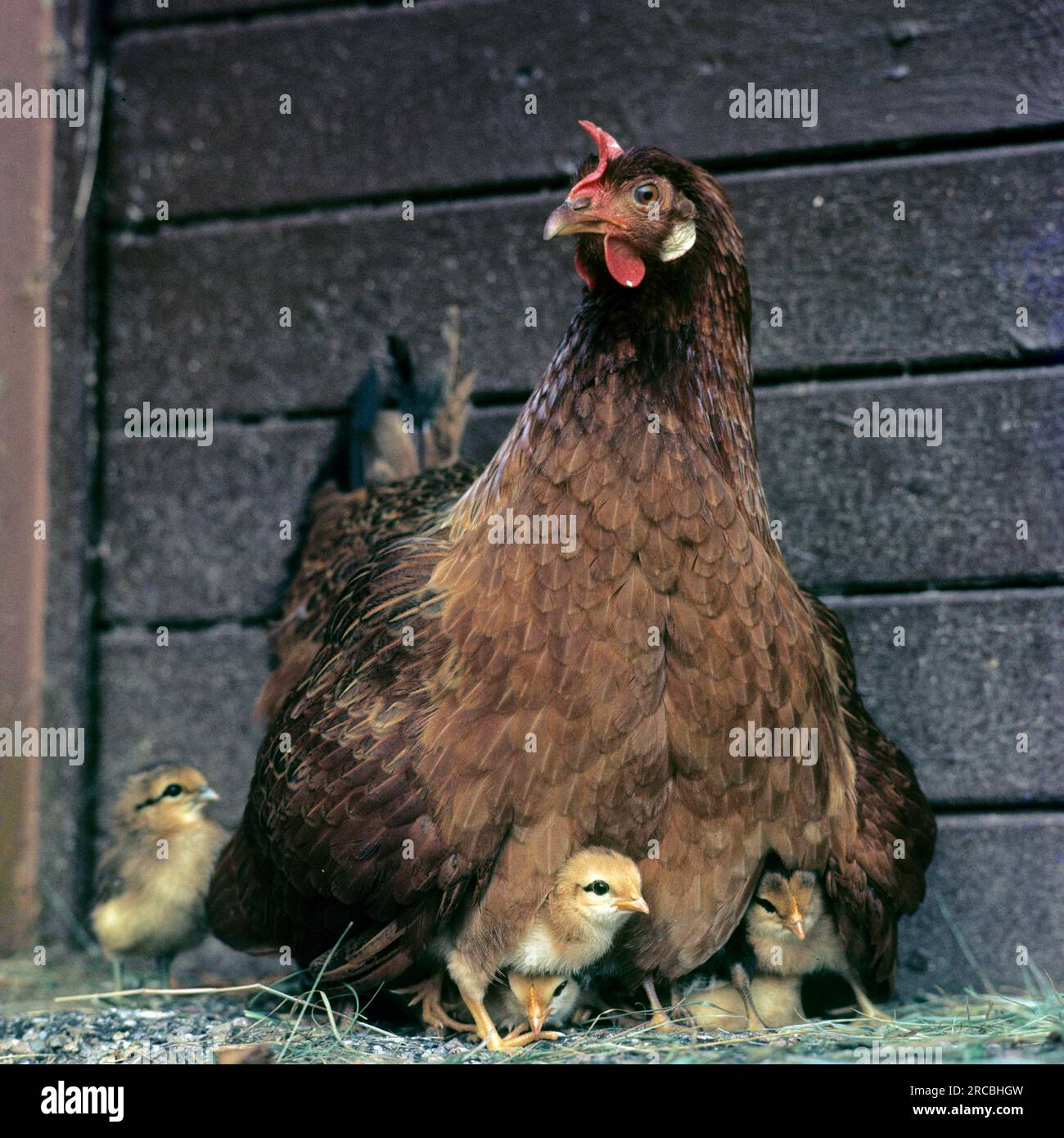Domestic chicken, mother hen with chick, hen, chicken chicks, hucking