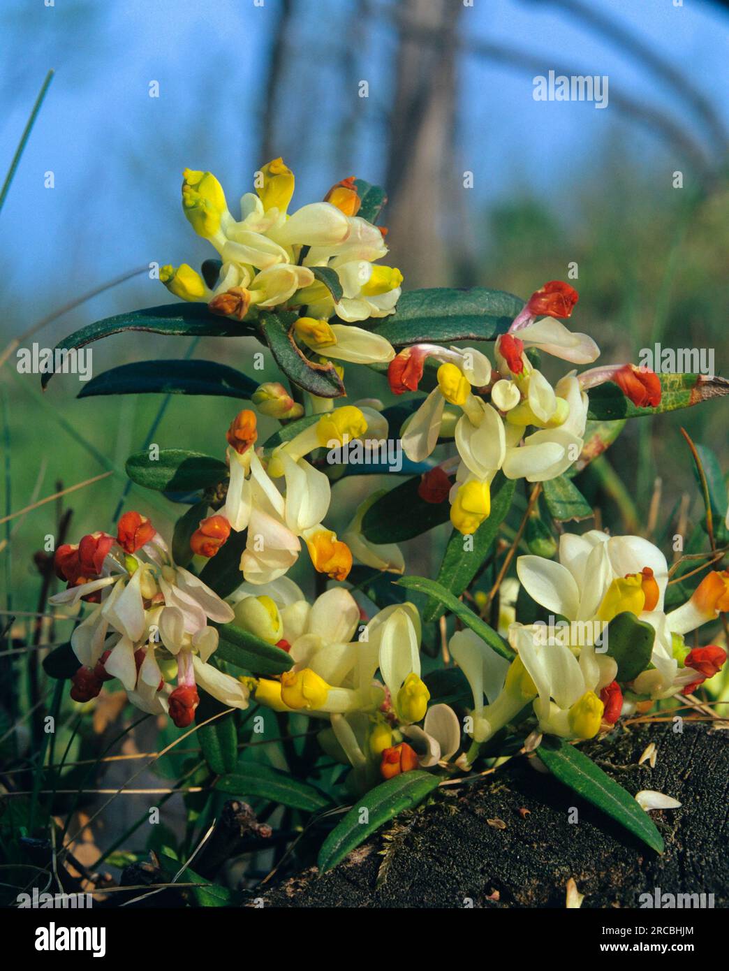 Boxflower, Polygala chamaebuxus, family of crucifers (Polygalaceae) Stock Photo