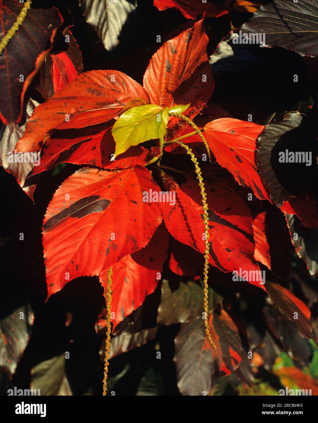 Copper leaf (Acalypha wilkesiana) Stock Photo