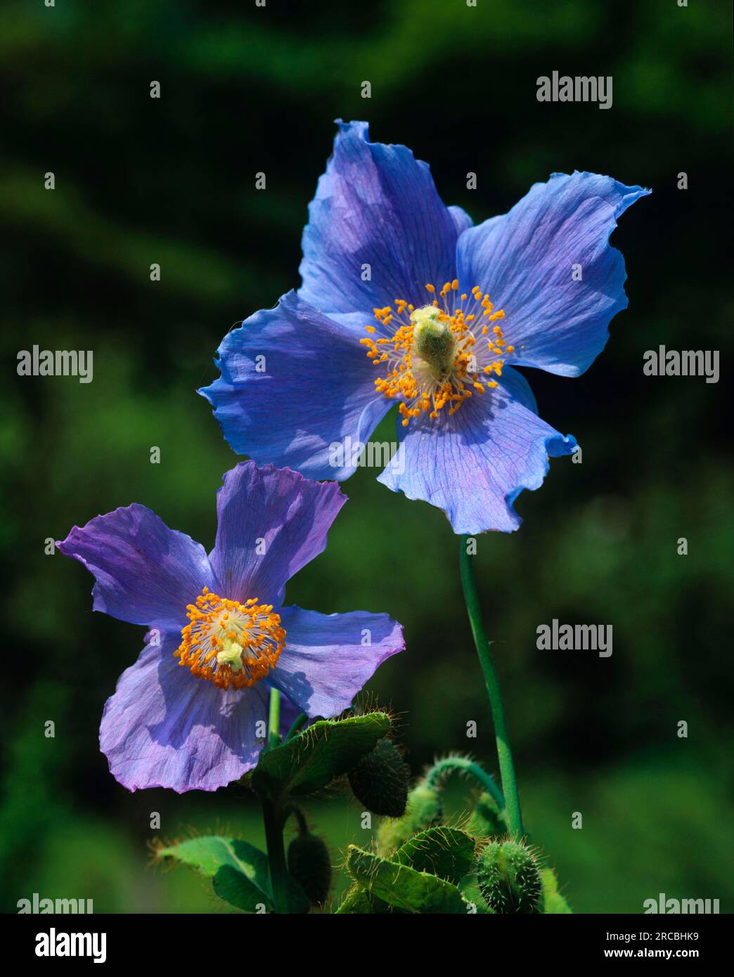 Blue false poppy (Meconopsis betonicifolia), Tibetan false poppy, prickly poppy, Tibetan false poppy, Blue Himalayan poppy Stock Photo