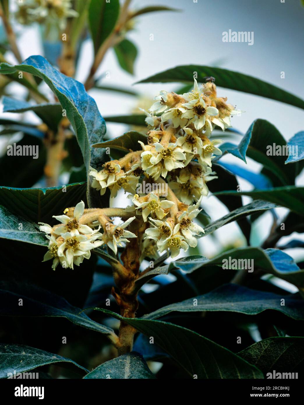 Medlar (Eriobotrya japonica) Stock Photo