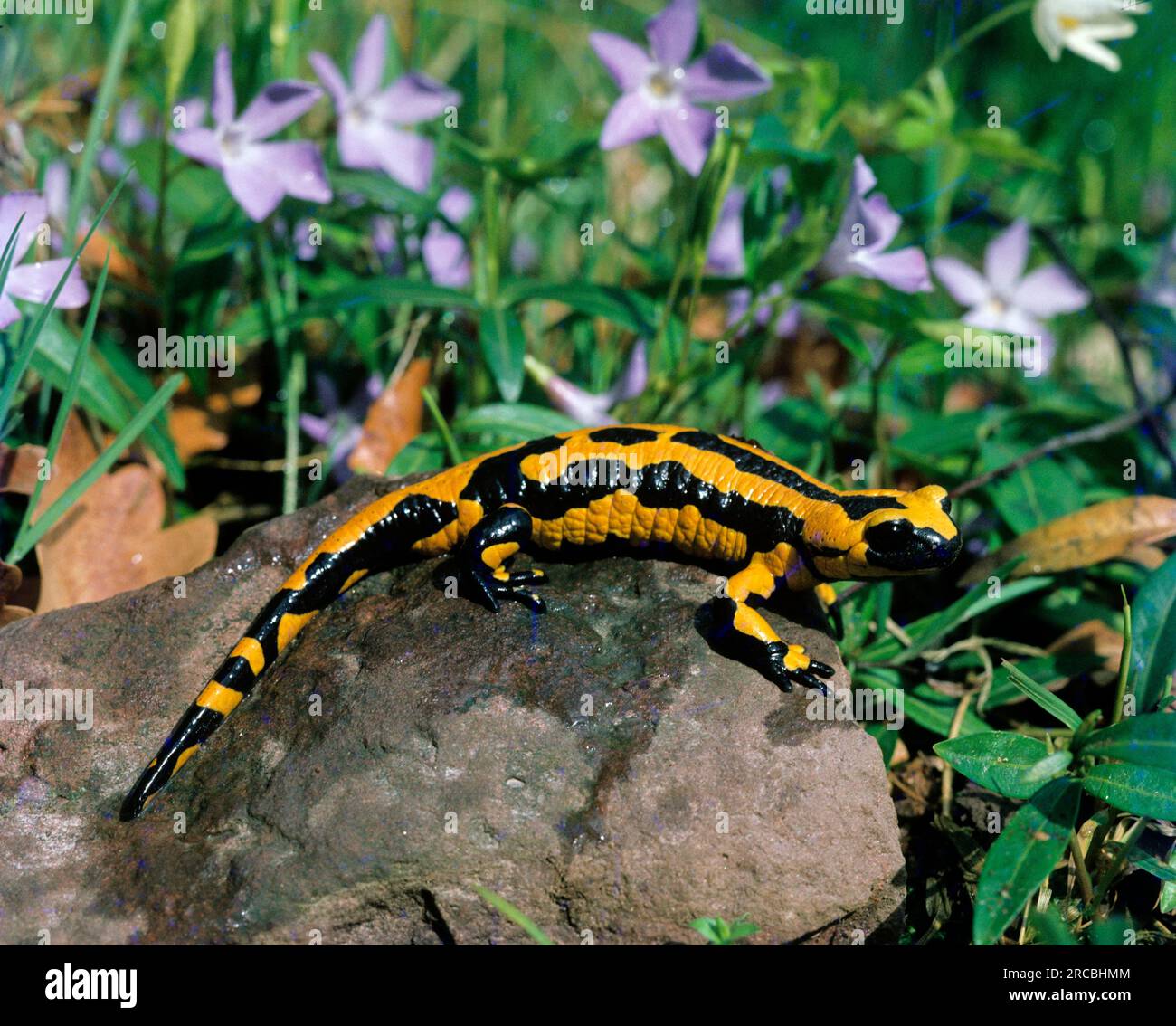 Fire Salamander (Salamandra salamandra Stock Photo Alamy