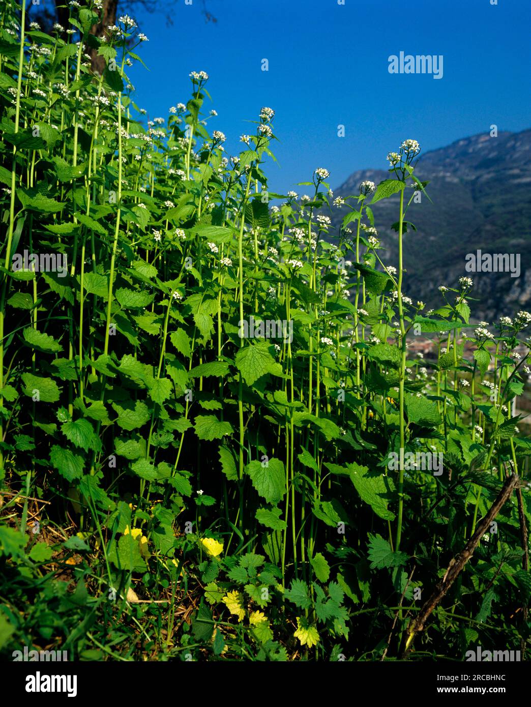 Garlic mustard (Alliaria petiolata Stock Photo Alamy