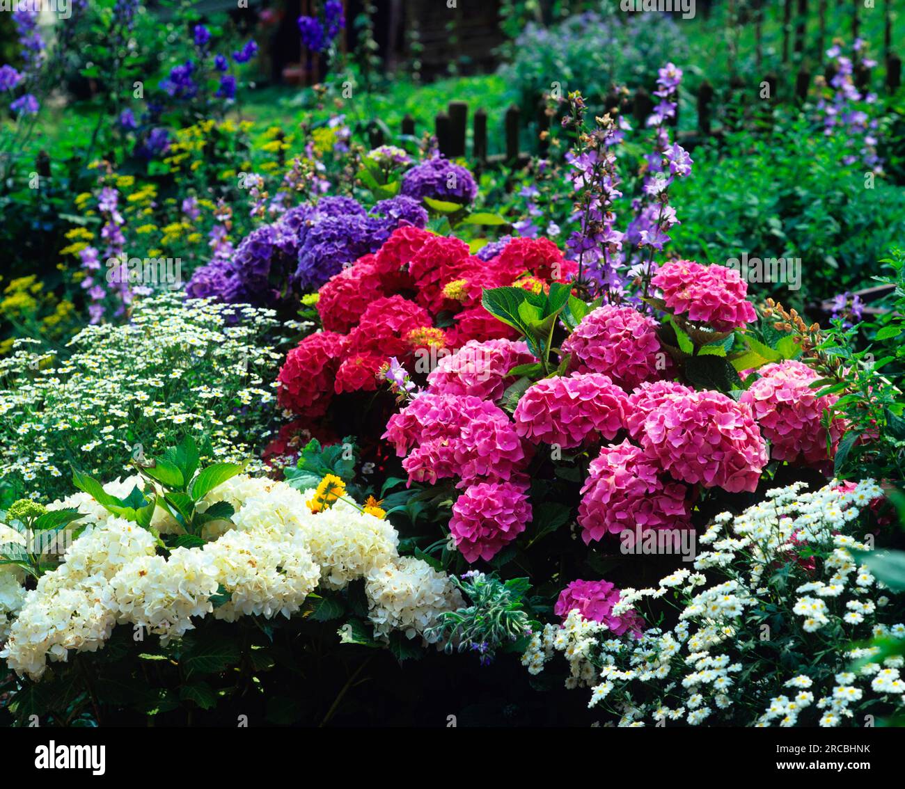 Flower bed with hydrangeas, hydrangea Stock Photo - Alamy