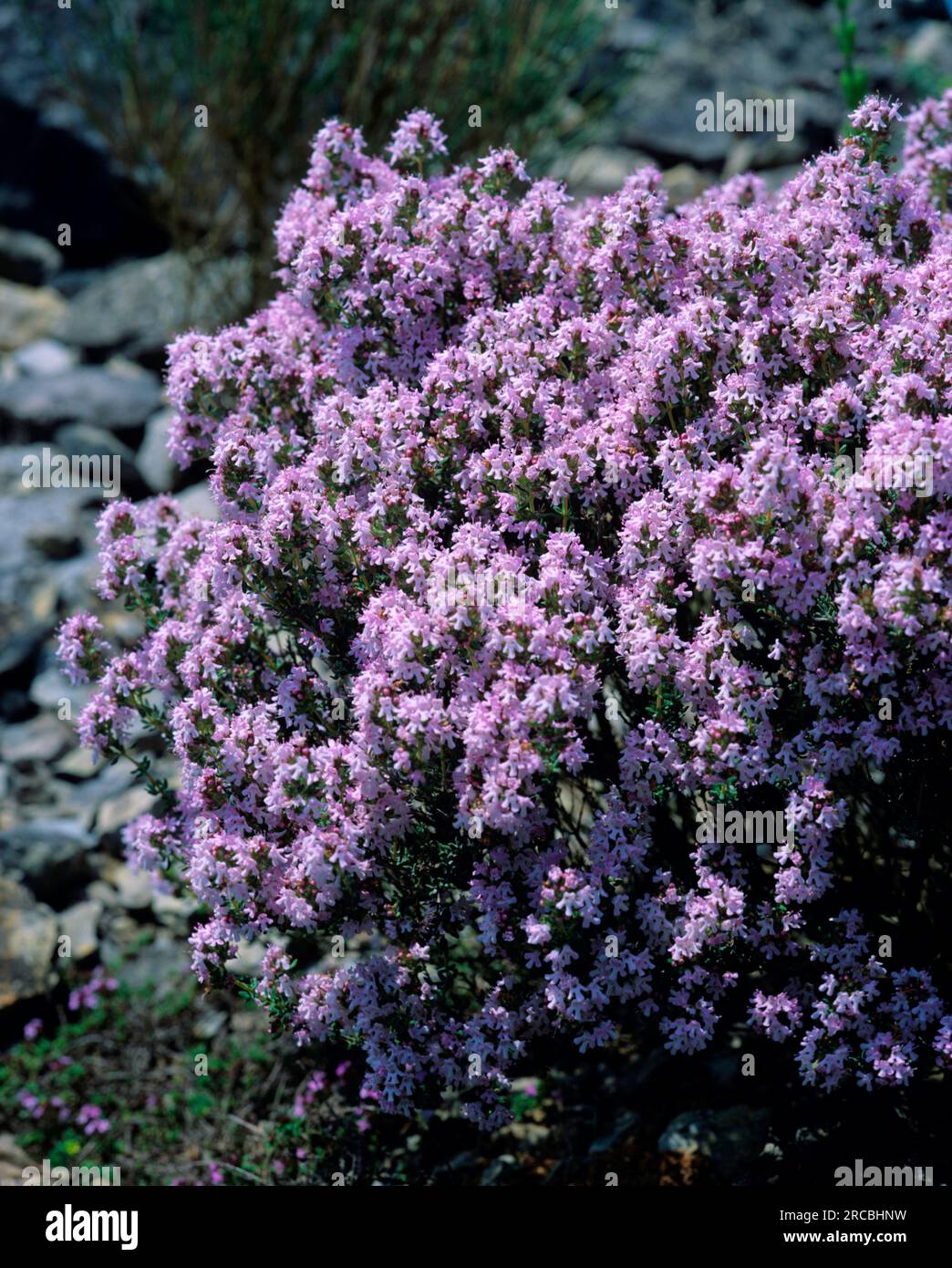 Thyme (Thymus vulgaris) Stock Photo