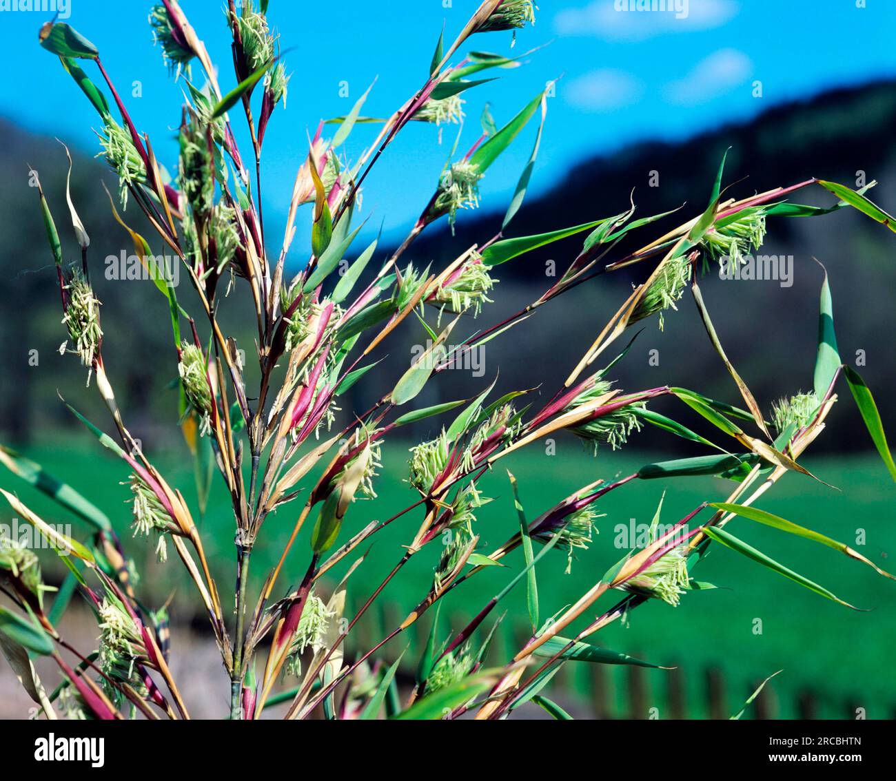 Muriel bamboo (Arundinaria murielae) (Fargesia murieliae) (Sinarundinaria murieliae) Stock Photo
