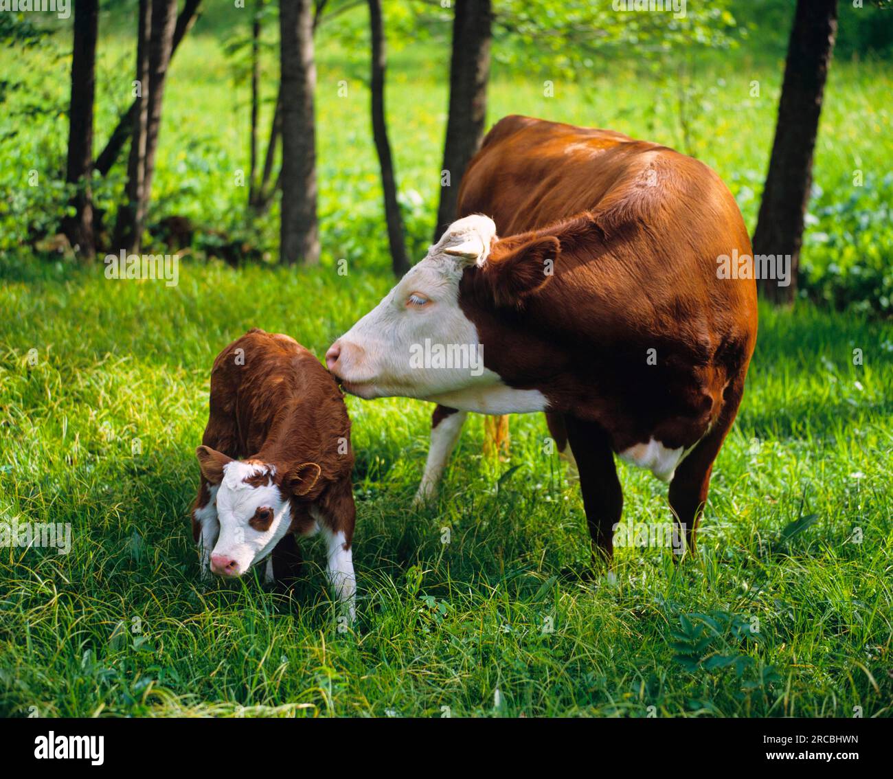Hinterwaelder cattle, cow with calf, Hinterwaelder cattle, cow, cows