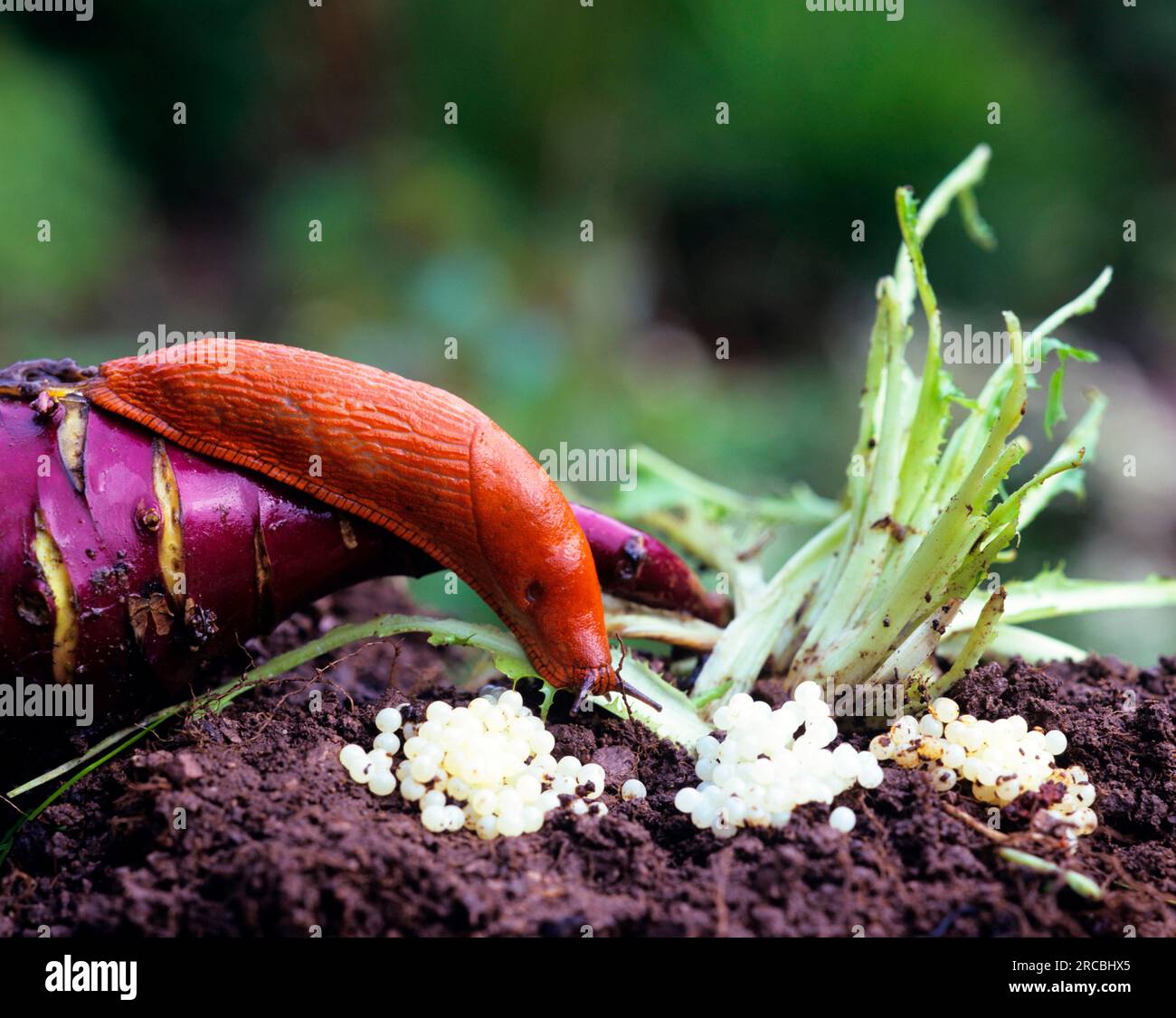 Garden slug egg hires stock photography and images Alamy