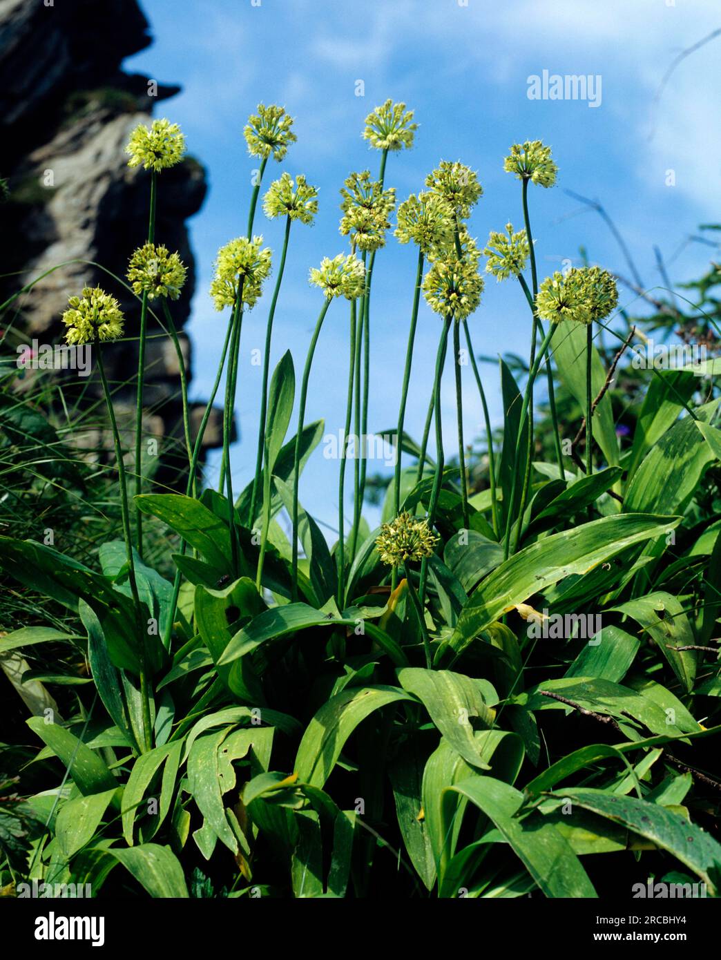Allium victorialis (Allium victorialis) Stock Photo