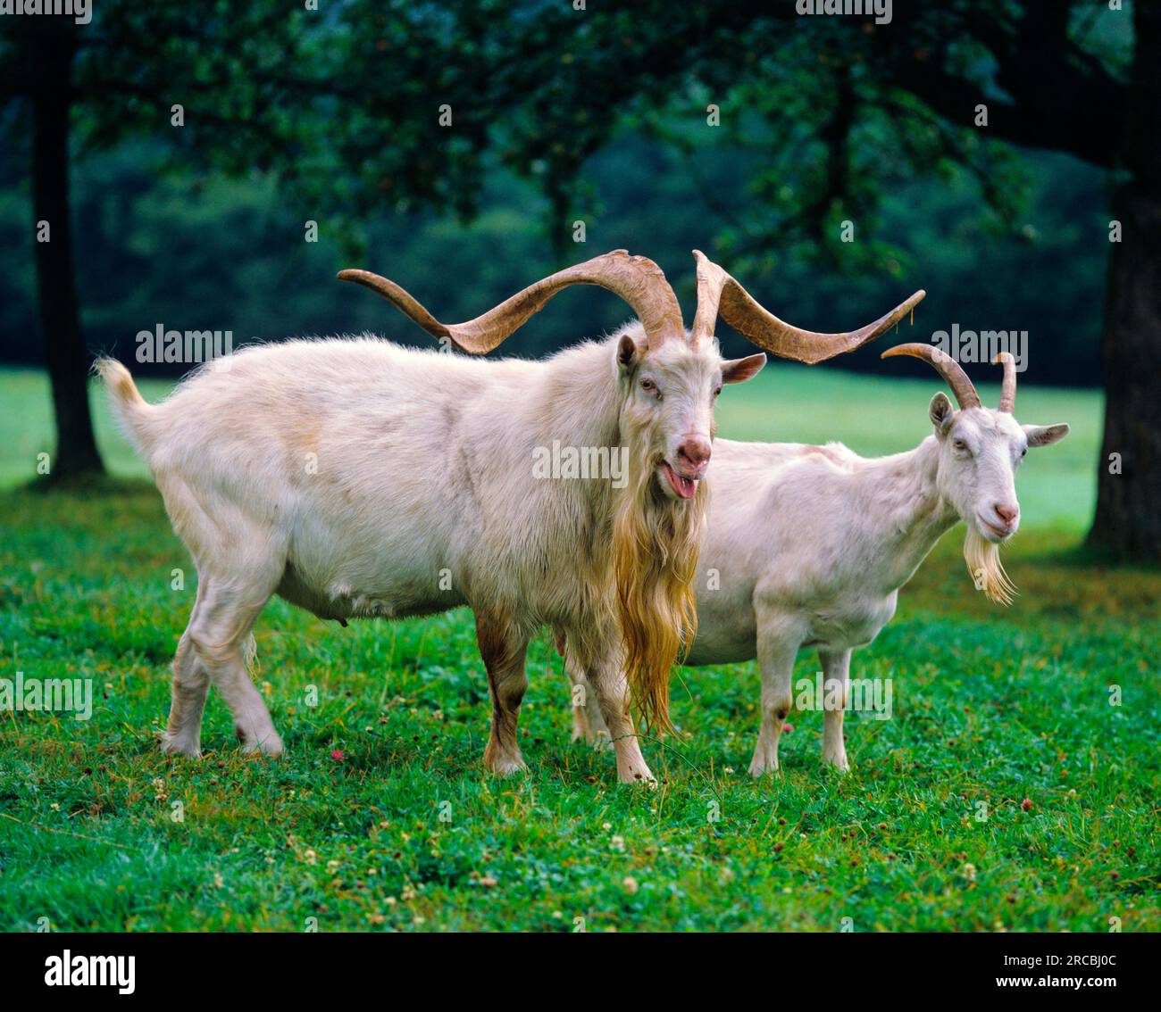 Domestic Goats, Couple, Goat, Goats Stock Photo - Alamy